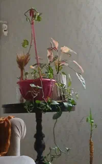 گل و گیاه طبیعی