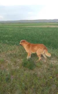 سگ خراسانی