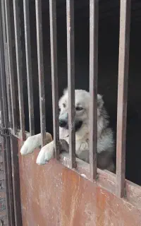 سگ سراب قد بلند