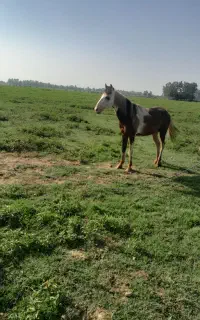 اسب نریان ابلغ بسیار زیبا ،