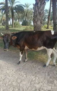 گاو شیری
