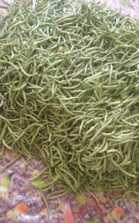 لوبیا سبز کارزان با آب چاه کشاورزی۱۲۰