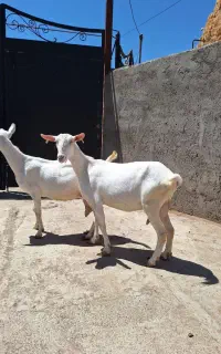 بز سانن اصل فرانسوی