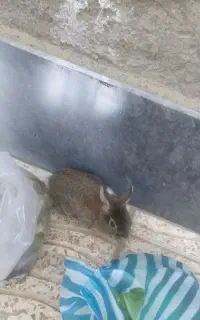 خرگوش