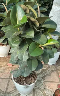 استخدام مسئول خرید گل و گیاه