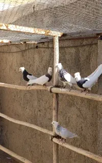 طوقی