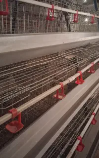 قفس منبری ۴ طبقه ۳۰۰ عددی