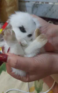 خرگوش