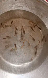 ماهی گوپی و بچه ماهی گوپی