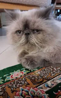 گربه گمشده