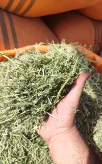 یونجه خشک