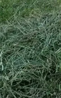 علوفه باغی