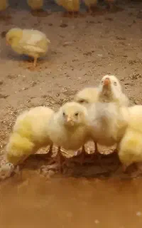 جوجه گوشتی