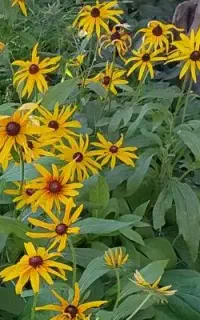 فروش غده پیاز مینروا سفید درجه یک