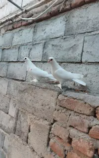 کبوتر