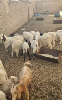 میش