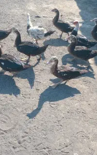 اردک اسرائیلی