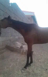 فروشی