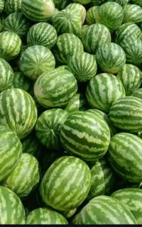 مشگین شهر