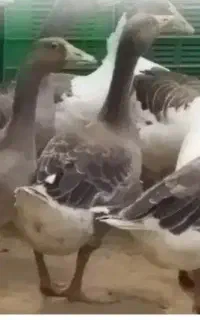 فروش غاز ماده و نر سر حال