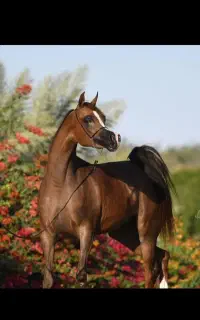 اسب عرب مصری دوسر و یکسر صورتدار