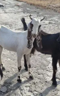 گوسفند