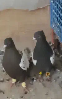 کبوتر