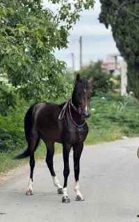 اسب ترکمن