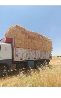 کارگر برای بار کردن کلش گندم