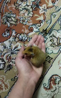 همستر 3 ماهه