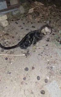گربه پیدا شده