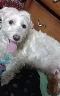 سگ گمشده