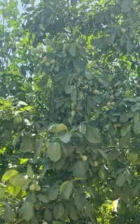 کارگر برای حرص کردن گل و درخت