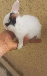 خرگوش کوچک