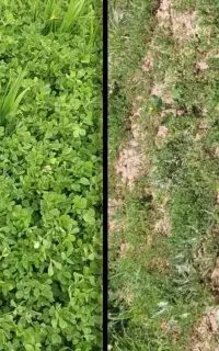 راهکار طلایی باردهی باغ و مزرعه