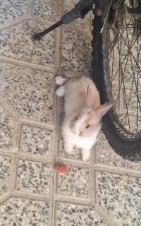 بچه خرگوش سالم فروشی