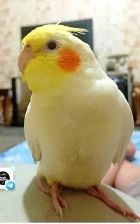 عروس هلندی گم شده