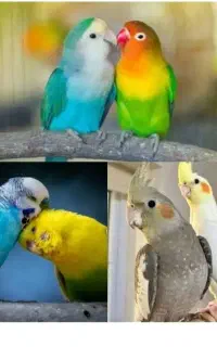 عروس هلندی ، طوطی برزیلی ، مرغ عشق ، قفس ، دان
