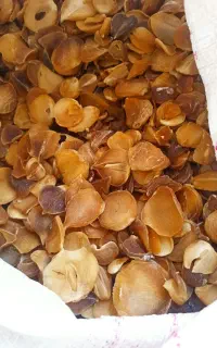 موسیر کوهی