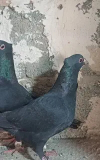 جفت کلاغ کلایی