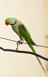 شاه طوطی