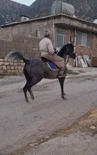 مادیان اصیل کرد