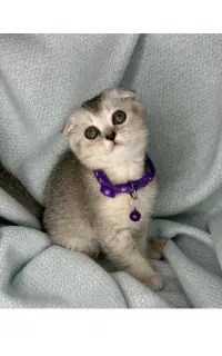 گربه اسکاتیش سیلور دو ماهه