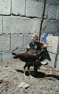 مرغ