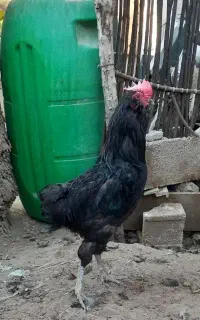 خروس ریشی سیاه