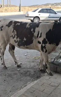 گوشت گوساله .