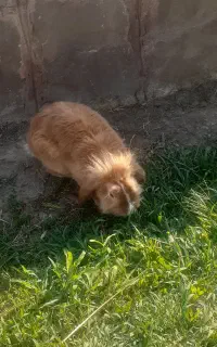 خرگوش نرو ماده لوپ