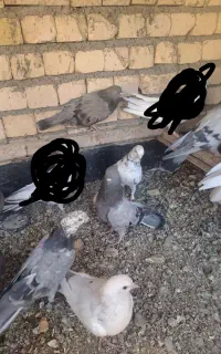 کبوتر اصفهانی مهلقی
