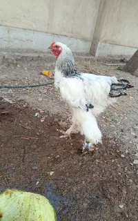 خروس برهما امپراتور