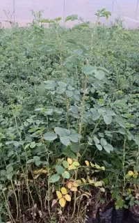 درختچه گل محمدی تخفیف خورد